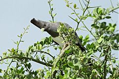 White-bellied Go-away-bird